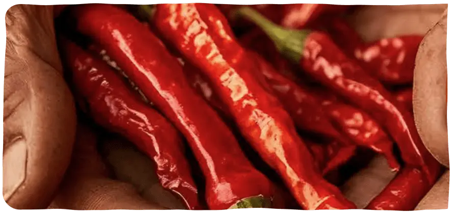 Chillies in good hands