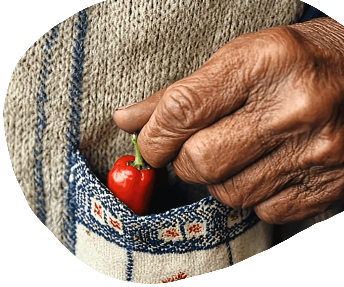Chillies in good hands